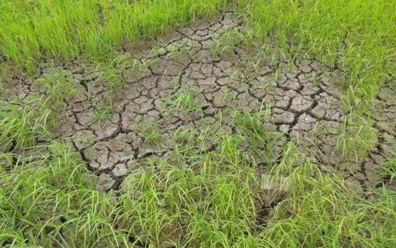 กรมส่งเสริมการเกษตรห่วงพื้นที่ปลูกข้าวรอบ 2 และไม้ผลเสี่ยงขาดแคลนน้ำช่วงฤดูแล้ง เผยแล้งหนักในรอบ 40 ปี พร้อมสร้างการรับรู้แนะเกษตรกรดูแลพืชผลอย่างถูกวิธี