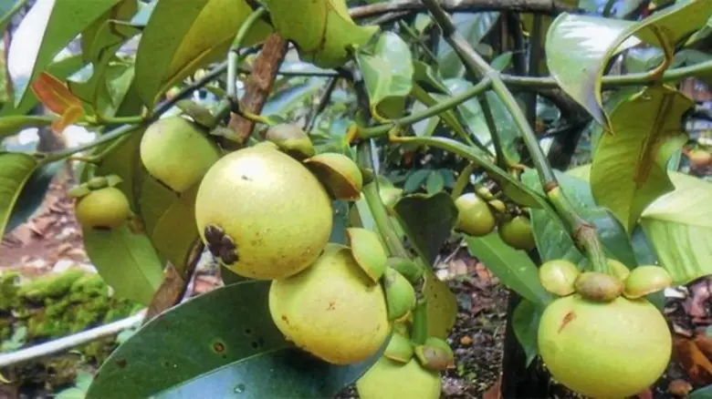 กรมส่งเสริมการเกษตรห่วงพื้นที่ปลูกข้าวรอบ 2 และไม้ผลเสี่ยงขาดแคลนน้ำช่วงฤดูแล้ง เผยแล้งหนักในรอบ 40 ปี พร้อมสร้างการรับรู้แนะเกษตรกรดูแลพืชผลอย่างถูกวิธี