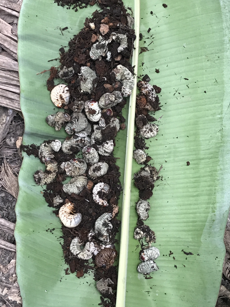 กรมวิชาการเกษตร ลุยต่อยอดงานวิจัยผลิตชีวภ...