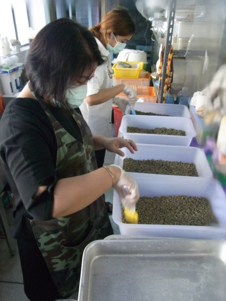 ปิ๊งไอเดียพัฒนาชีวภัณฑ์เมตาไรเซียมปราบด้วงแรด ปั๊มรูปแบบใหม่อัดเม็ดพร้อมใช้