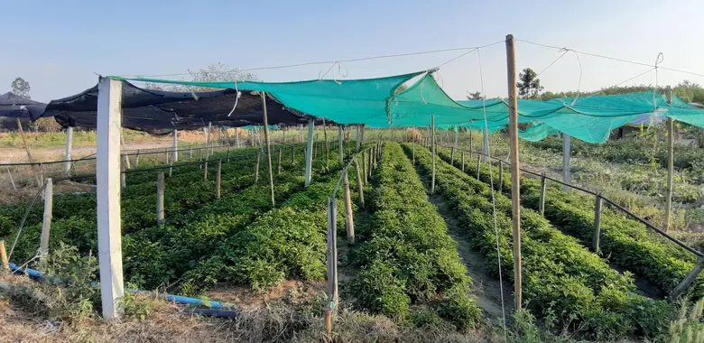 นางสาวทัศนีย์ เมืองแก้ว รองเลขาธิการสำนัก...