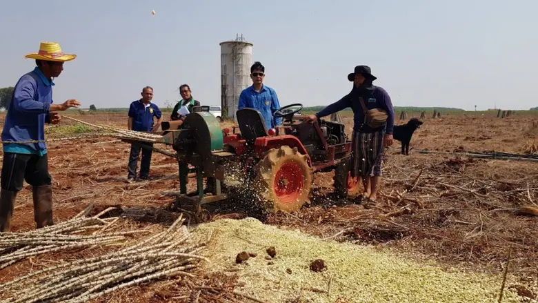 สศก. ลุย สระแก้ว-โคราช แหล่งระบาดโรคใบด่างมันฯ เร่งกำจัดโรคแล้วเกิน 50% เกษตรกรได้รับเงินชดเชยครบถ้วน