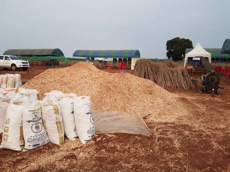 สศก. ลุย สระแก้ว-โคราช แหล่งระบาดโรคใบด่างมันฯ เร่งกำจัดโรคแล้วเกิน 50% เกษตรกรได้รับเงินชดเชยครบถ้วน