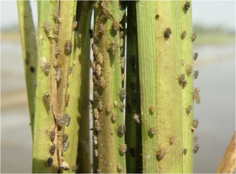 กรมส่งเสริมการเกษตรเตือนเพลี้ยกระโดดสีน้ำตาลระบาดในนาข้าวช่วงแล้ง