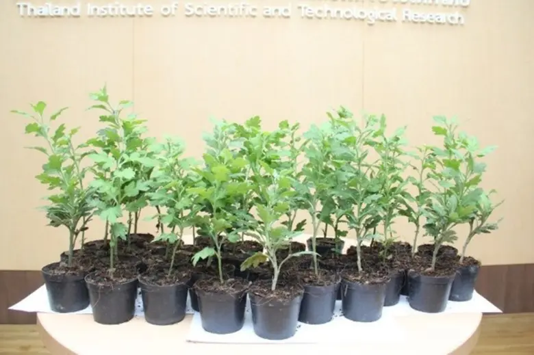 วว.ส่งมอบพันธุ์ไม้เบญจมาศสายพันธุ์ใหม่ สนับสนุน “โครงการร้อยใจรักษ์” สร้างอาชีพ สร้างรายได้ให้ราษฎรในพื้นที่สูงภาคเหนือ