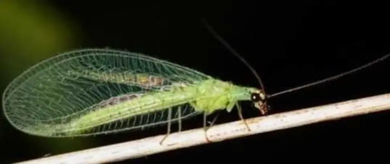 เตือนชาวสวนไม้ผลระวังเพลี้ยแป้งทุเรียนระยะใกล้เก็บเกี่ยวช่วงฤดูแล้ง