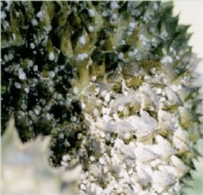 เตือนชาวสวนไม้ผลระวังเพลี้ยแป้งทุเรียนระยะใกล้เก็บเกี่ยวช่วงฤดูแล้ง