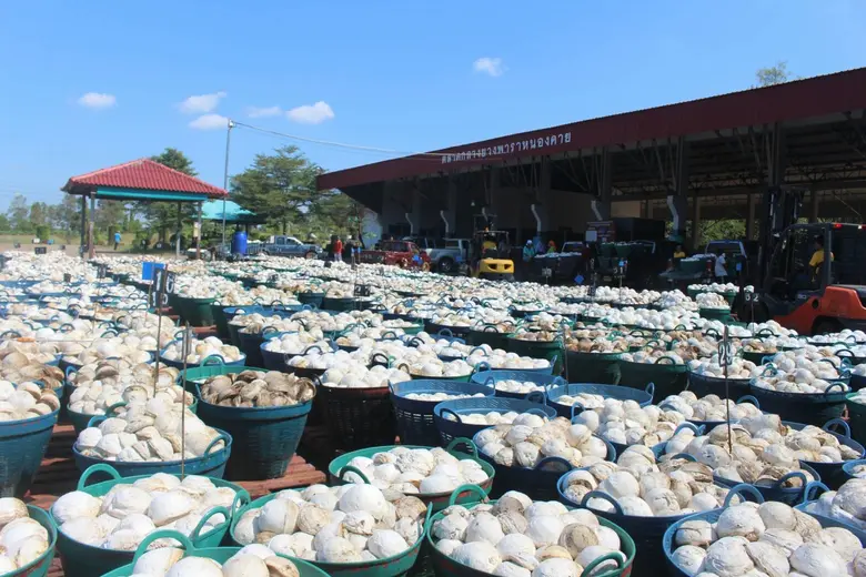 ตลาด กยท. 222 แห่งทั่วประเทศ     พร้อมให้บริการชาวสวนยางมีที่ขายยางแน่นอน