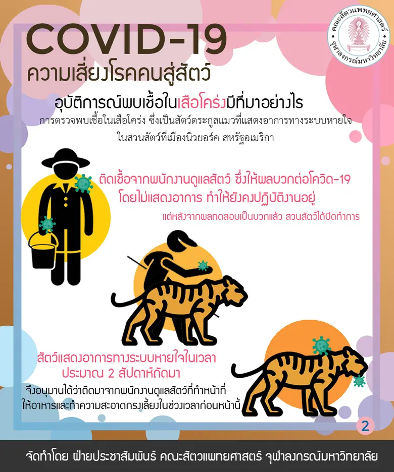 รองคณบดี สัตวแพทย์ จุฬาฯ แนะข่าว “โควิด-19 ในเสือโคร่ง” ควรตระหนัก แต่อย่าตระหนก ยังไม่พบหลักฐานการติดต่อจาก “สัตว์สู่คน”