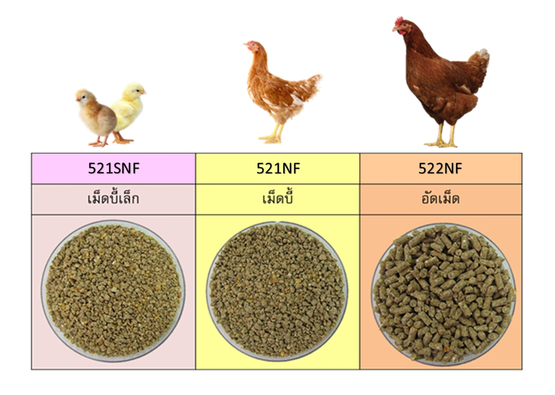 ซีพีเอฟ เปิดตัว “ไก่รุ่นรักษ์โลก” นวัตกรรมอาหารสัตว์ลดการปล่อยก๊าซคาร์บอนไดอ๊อกไซด์