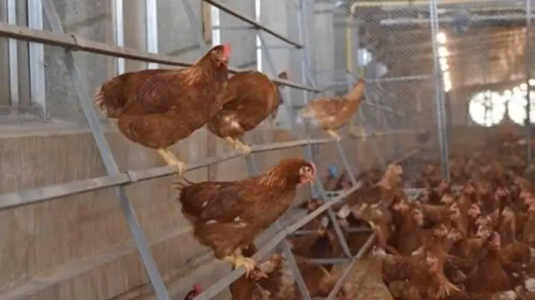 ซีพีเอฟ เปิดตัว “ไก่รุ่นรักษ์โลก” นวัตกรรมอาหารสัตว์ลดการปล่อยก๊าซคาร์บอนไดอ๊อกไซด์