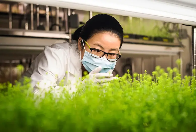 Medicago ประกาศก้าวสำคัญ พัฒนาวัคซีนจากพืชตระกูลยาสูบ ต่อสู้กับไวรัสโคโรนา