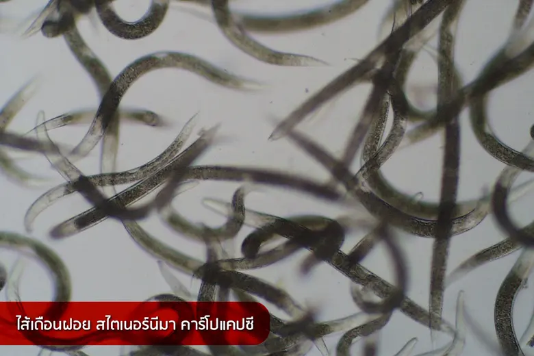 กรมวิชาการเกษตร ล้ำหน้าพัฒนาชีวภัณฑ์ไส้เด...