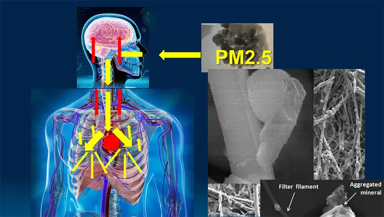 ผลกระทบต่อชีวิตและสุขภาพจากมลพิษฝุ่นจิ๋ว PM2.5 และข้อปฏิบัติตัวที่สำคัญ