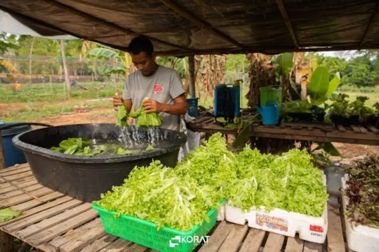 ราชภัฏโคราช ที่พึ่งของท้องถิ่น ช่วยมนุษย์ล้อออร์แกนิค จำหน่ายผักปลอดสาร