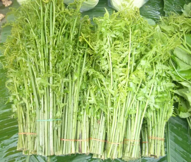 วว.แนะวิธีปลูกผักกูดขาย..เพิ่มรายได้ สู้วิกฤตโควิด-19