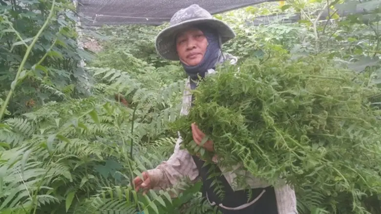 วว.แนะวิธีปลูกผักกูดขาย..เพิ่มรายได้ สู้วิกฤตโควิด-19