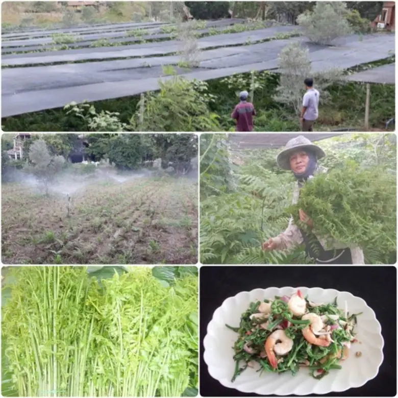 วว.แนะวิธีปลูกผักกูดขาย..เพิ่มรายได้ สู้วิกฤตโควิด-19