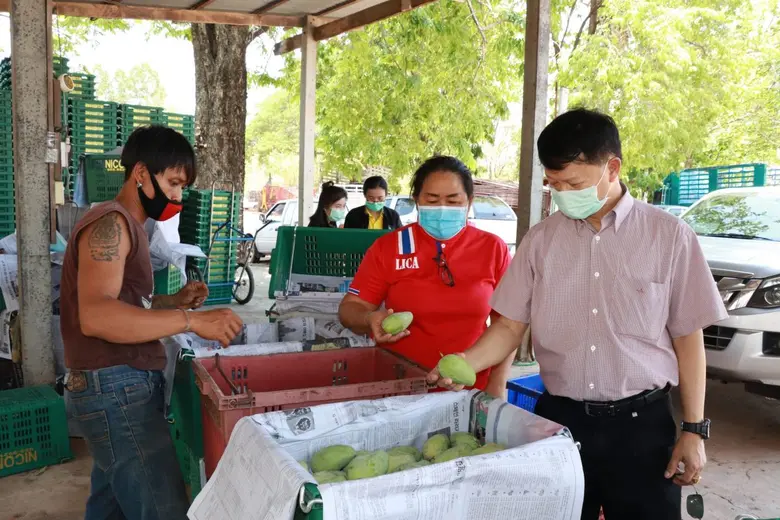 สหกรณ์เชื่อมโยงเครือข่ายกระจายผลผลิตมะม่วงช่วยเกษตรกร กว่า 34 ตัน