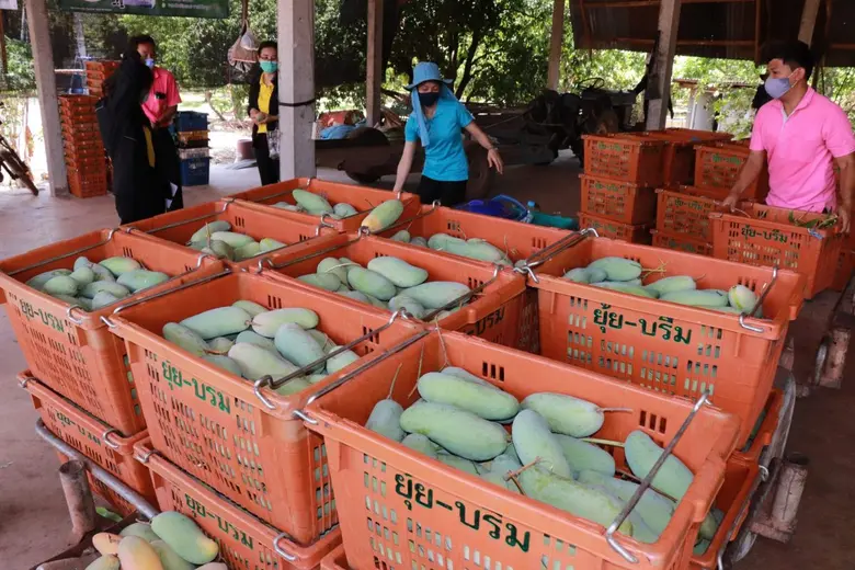 สหกรณ์เชื่อมโยงเครือข่ายกระจายผลผลิตมะม่วงช่วยเกษตรกร กว่า 34 ตัน