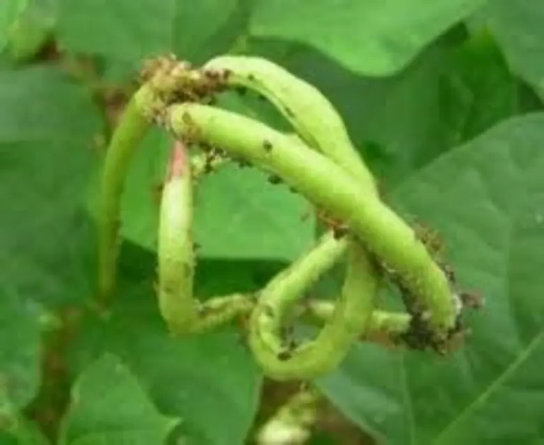 เตือนเกษตรกรช่วงอากาศร้อนและแห้งแล้งระวังเพลี้ยอ่อนถั่วฝักยาวระบาด
