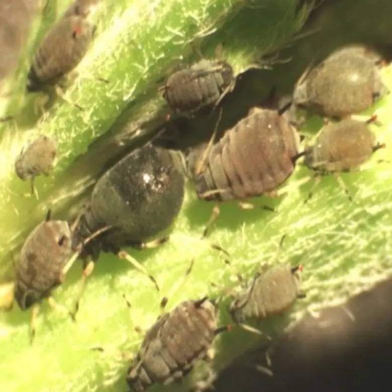 เตือนเกษตรกรช่วงอากาศร้อนและแห้งแล้งระวังเพลี้ยอ่อนถั่วฝักยาวระบาด