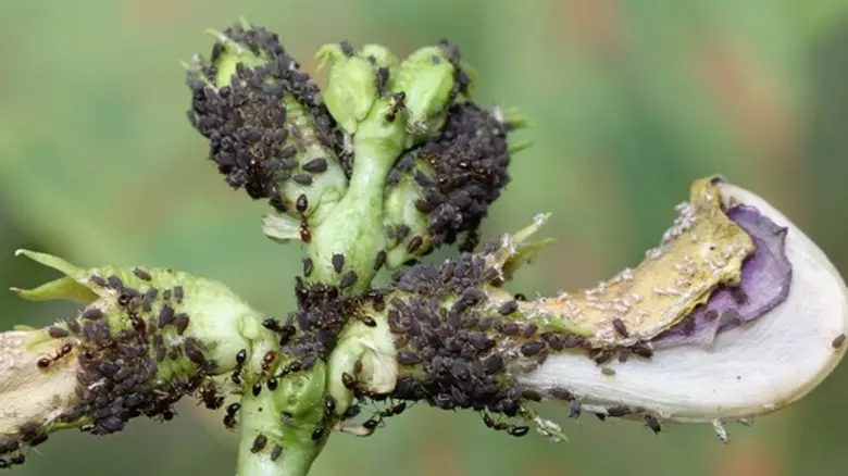 เตือนเกษตรกรช่วงอากาศร้อนและแห้งแล้งระวังเพลี้ยอ่อนถั่วฝักยาวระบาด