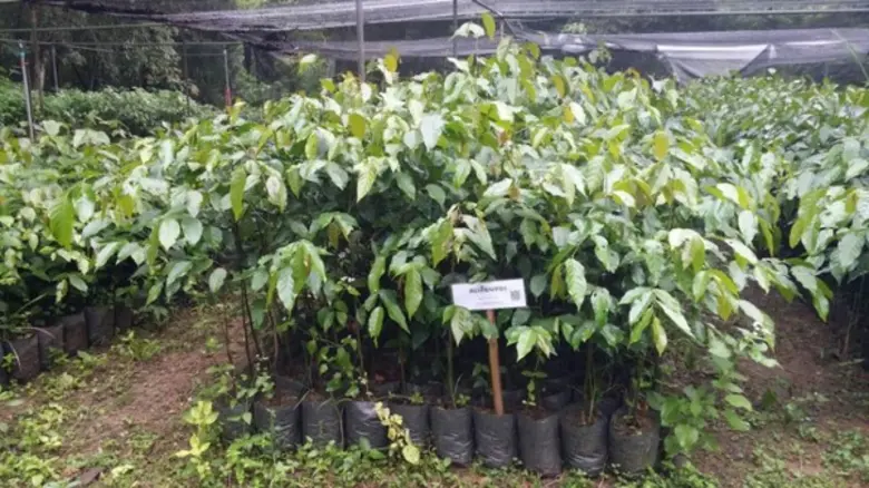 ทส.ร่วมกับหมู่บ้านเครือข่าย 802 หมู่บ้าน ร่วมฟื้นฟูป่าที่ถูกไฟไหม้ทั่วประเทศ