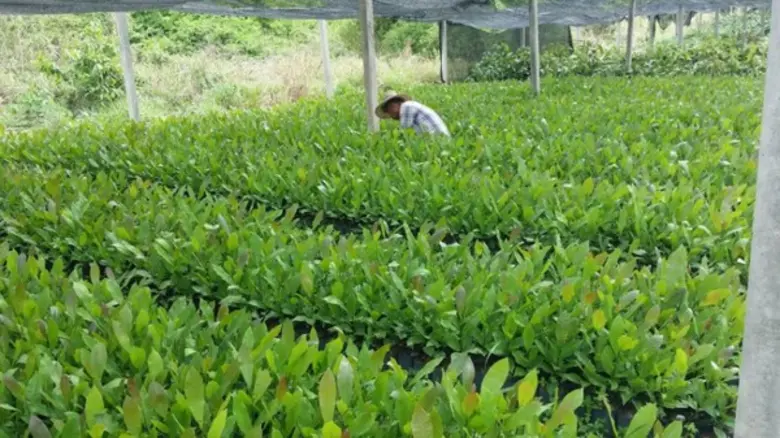 ทส.ร่วมกับหมู่บ้านเครือข่าย 802 หมู่บ้าน ร่วมฟื้นฟูป่าที่ถูกไฟไหม้ทั่วประเทศ