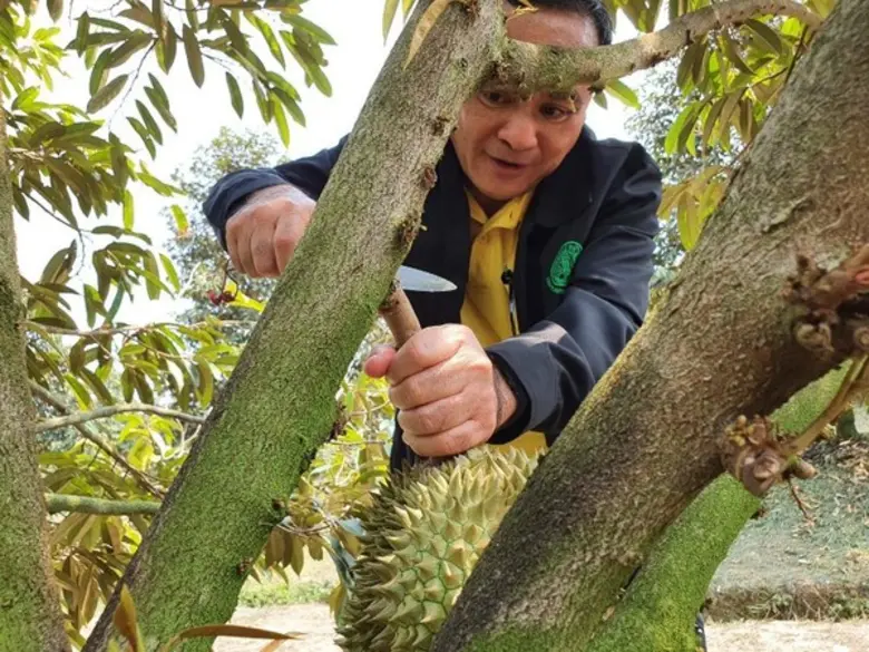 มกอช. รุกพัฒนาทุเรียนแปลงใหญ่เมืองตราด ดันสู่มาตรฐาน GAP