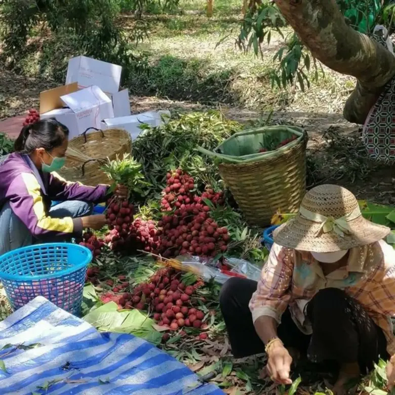กรมส่งเสริมการเกษตรสั่งทุกจังหวัดสำรวจสินค้าเกษตรที่ได้รับผลกระทบ COVID-19 พร้อมหาแนวทางช่วยเหลือเกษตรกรจำหน่ายผ่านช่องทางต่าง ๆ