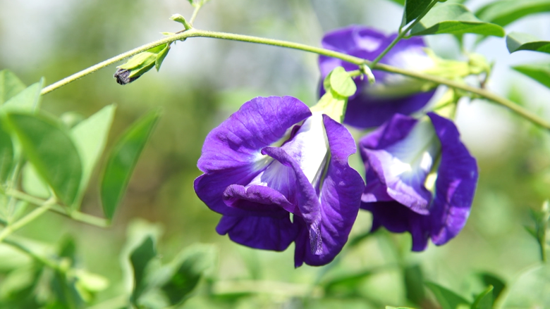 เกษตรฯ ลุยต่อเปิดตลาดดอกอัญชันเข้าอินโดนีเซีย