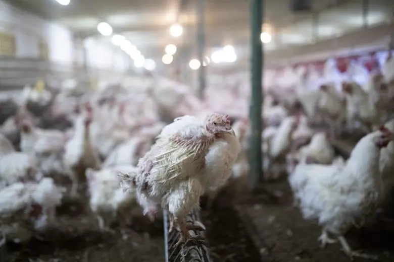 องค์กรพัฒนาเอกชนประกาศเตือน แบคทีเรียต่อต้านยาปฏิชีวนะ ภัยร้ายจากอุตสากรรมปศุสัตว์ อาจทำให้คนเสียชีวิตมากกว่าเชื้อไวรัสโคโรน่า