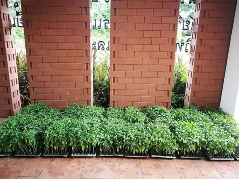 วว.มอบต้นกล้าพริกขี้หนูจำนวน 2,000 ต้น ใช้ในโครงการปฏิบัติการ “Quick Win” 90 วัน ปลูกผักสวนครัวเพื่อสร้างความมั่นคงทางด้านอาหาร