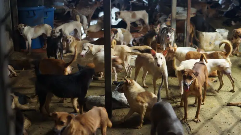 ภาพข่าว: ชาวซูบารุรวมพลัง แบ่งปันน้องหมาแมว