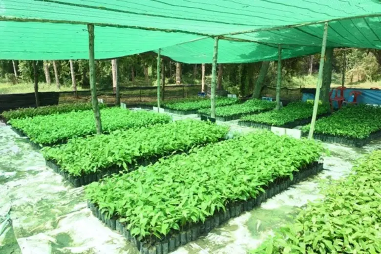 The Forestias by MQDC Launches THB25m “Forest for Life” to Help 1,000 Families “Forest for Life” will pay families THB15,000 each to grow 1.2 million