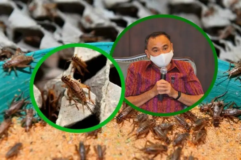 มกอช. จ่อขยายตลาดส่งออกจิ้งหรีด เปิดตลาดในสหภาพยุโรป และเม็กซิโก