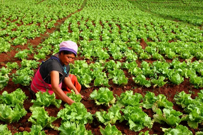 สวพส. เดินหน้าช่วยเหลือเกษตรกรบนพื้นที่สูง บูรณาการความร่วมมือทุกภาคส่วน “เร่งแก้วิกฤติภัยแล้งบนดอยสูง”