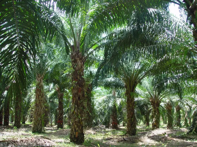 ระยะนี้จะมีฝนตกและฝนตกหนักบางพื้นที่ กรมว...