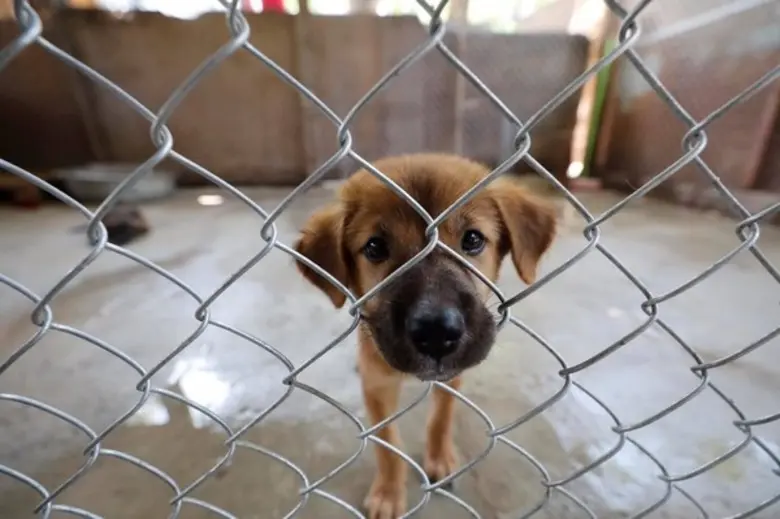 องค์กรพิทักษ์สัตว์แห่งโลก เร่งมอบอาหารสัตว์ช่วยสุนัขจรจัด