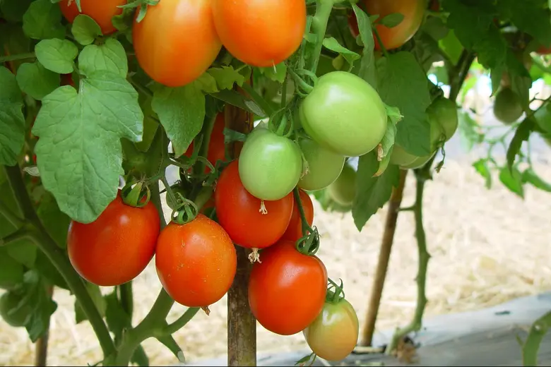 ชู 2 ปุ๋ยชีวภาพตัวท็อปช่วยสลายฟอสฟอรัสในดินส่งต่อพืช เพิ่มทั้งปริมาณและคุณภาพผลผลิต  ต้านโรค  ทนแล้ง