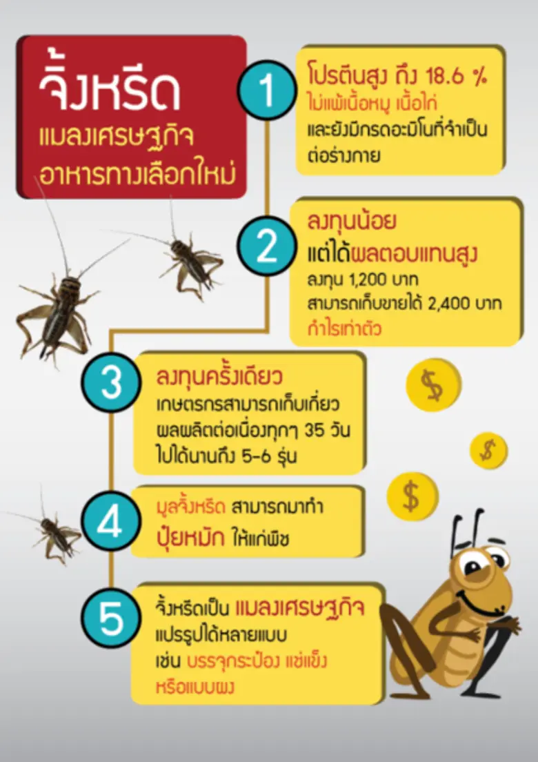 กรมส่งเสริมการเกษตรส่งเสริมแปลงใหญ่จิ้งหรีด ต่อยอดจำหน่ายออนไลน์ผลักดันสู่ตลาดส่งออกสร้างรายได้ให้เกษตรกรต่อเนื่องทั้งปี