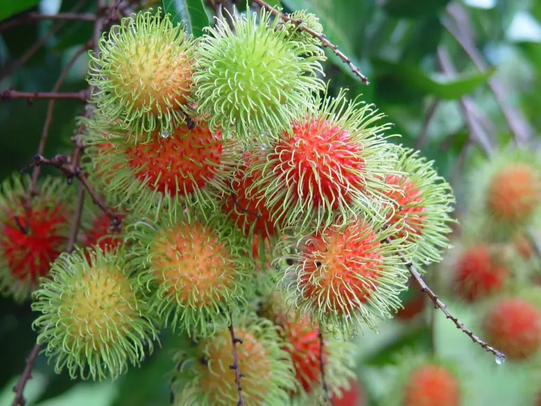 เกษตรฯ โชว์เทคโนโลยีกำจัดจุดอ่อนเงาะเปลี่ยนสี ผลเน่าไว หวังดันยอดส่งออกเงาะพุ่ง