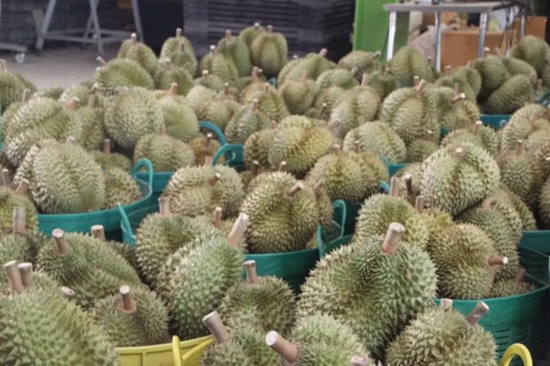 ปลื้มสมาพันธ์ทุเรียนภาคตะวันออก ช่วยสมาชิกผลิตทุเรียนคุณภาพขายได้ราคา