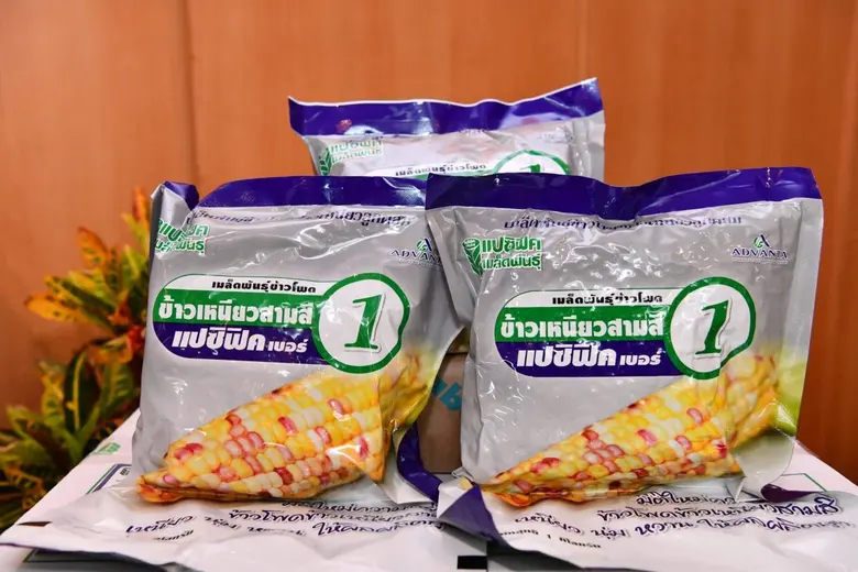 กรมส่งเสริมสหกรณ์ชวนสมาชิกสหกรณ์ปลูกพืชเศรษฐกิจ สร้างอาชีพเสริมเพิ่มรายได้ จับมือเอกชนแจกพันธุ์ข้าวโพดหวาน ทดลองปลูก 73 วัน รายได้เฉียดหมื่นต่อไร่