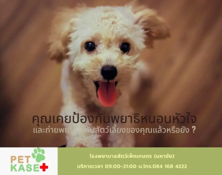 เจ้าของสัตว์เลี้ยงคงจะเคยได้ยินกันมาบ้างก...