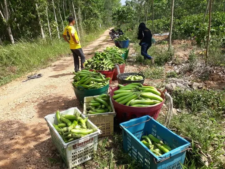 โครงการชลประทานในเขตปฏิรูปที่ดิน อ.เขาพนม สร้างความมั่นคงแหล่งน้ำ เกิดมูลค่าเศรษฐกิจ 3.75 ล้านบาท/ปี