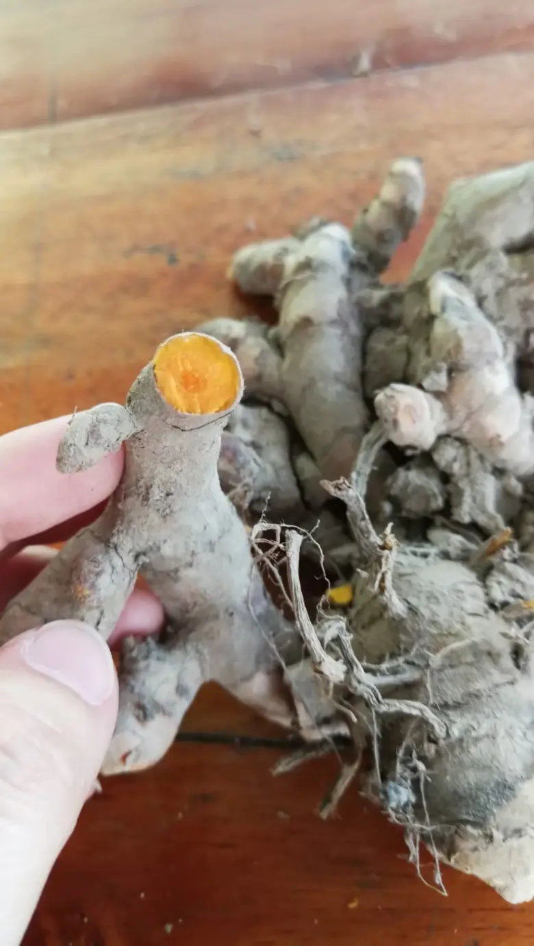 สศก. เทียบชัด เกษตรกรแปลงใหญ่สมุนไพร ขมิ้นชัน-ไพล สร้างรายได้มากกว่ากลุ่มเกษตรกรทั่วไป