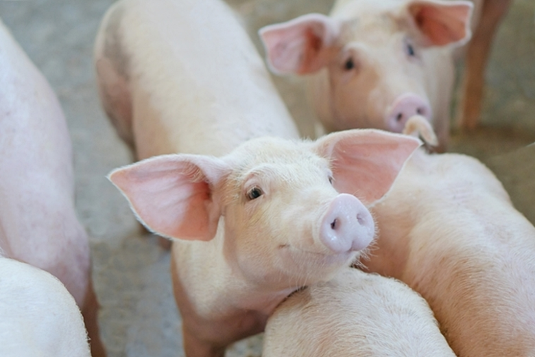 สมาคมหมู เผยโควิด - ASF กระทบหมูขาดแคลนทั่วโลก ชี้เป็นโอกาสดันส่งออกหมูไทย