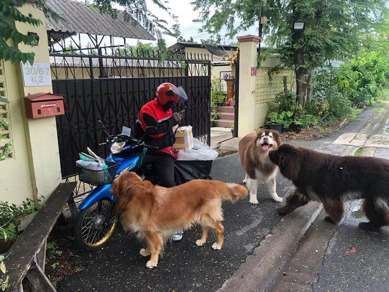 ภาพระหว่างน้องหมาตัว (ไม่) น้อยกับพี่บุรุ...